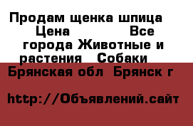 Продам щенка шпица.  › Цена ­ 15 000 - Все города Животные и растения » Собаки   . Брянская обл.,Брянск г.